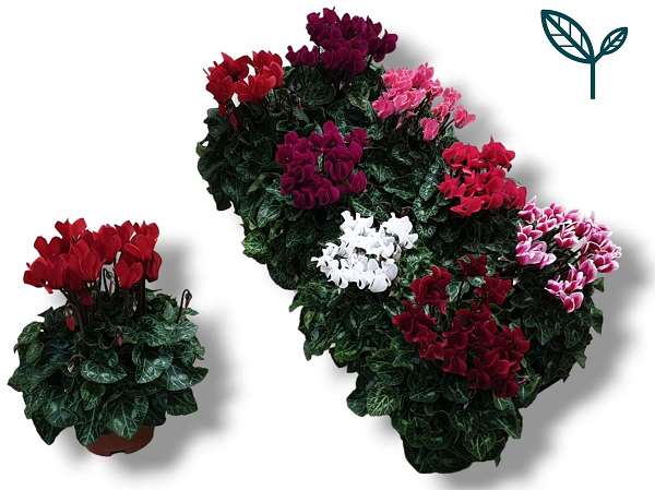 Picture of CYCLAMEN PERSICUM MIX