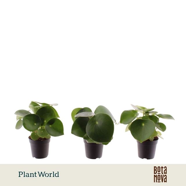 Picture of Peperomia raindrop