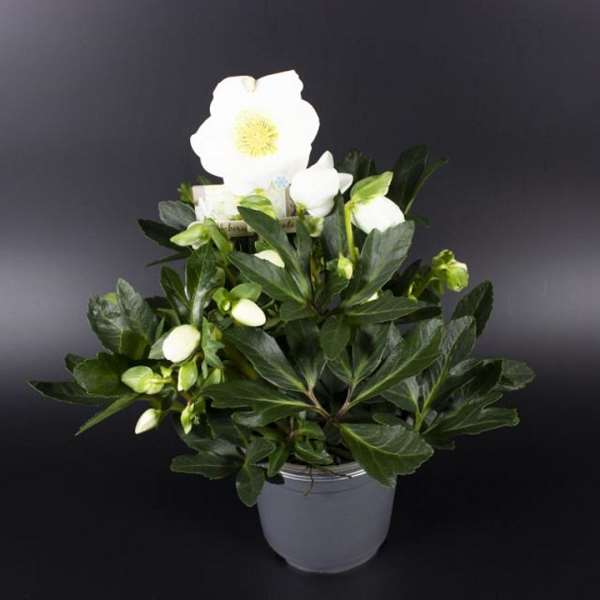 Picture of HELLEBORUS NIGER SILVERLINE