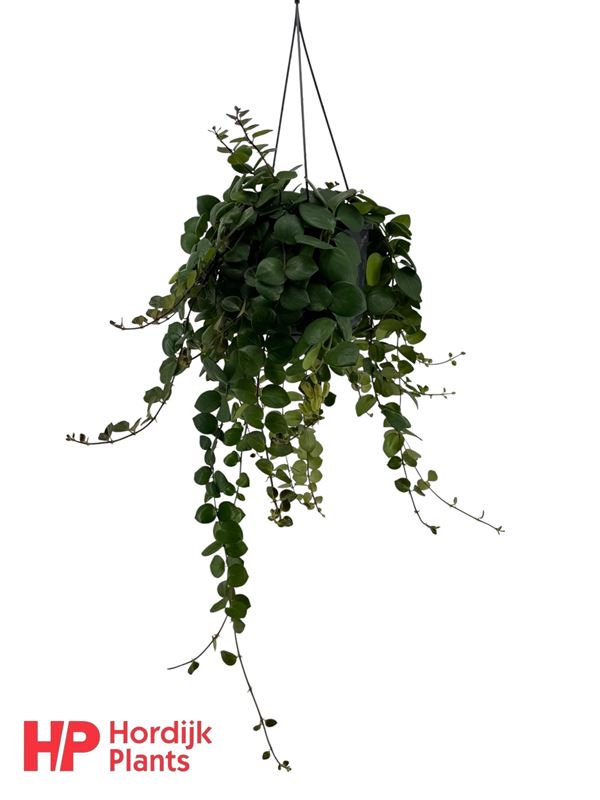 Picture of Aeschynanthus thai pink in hanging basket