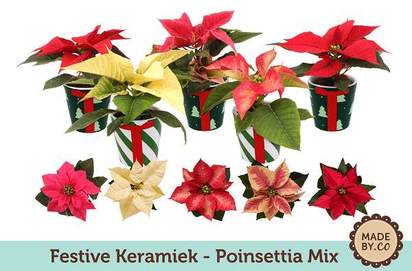 Picture of EUPHORBIA PULCHERRIMA (POINSETTIA) MINI MIX CERAM