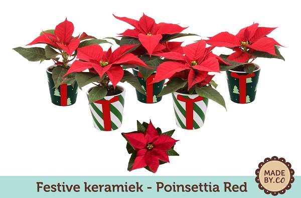 Picture of EUPHORBIA PULCHERRIMA (POINSETTIA) MINI RED CERAM