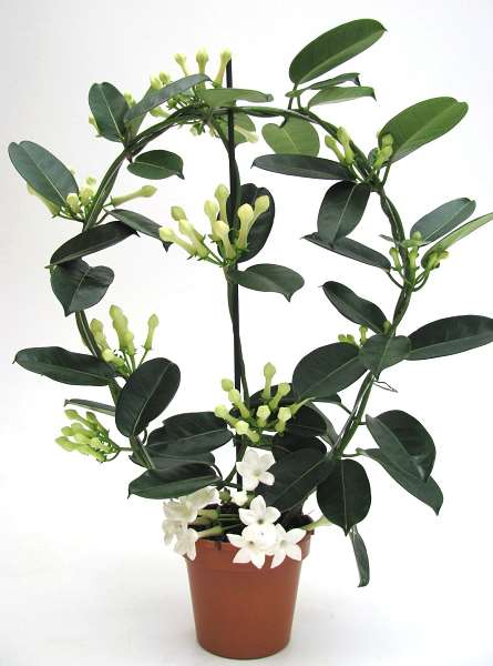 Picture of STEPHANOTIS FLORIBUNDA HOOP 9+