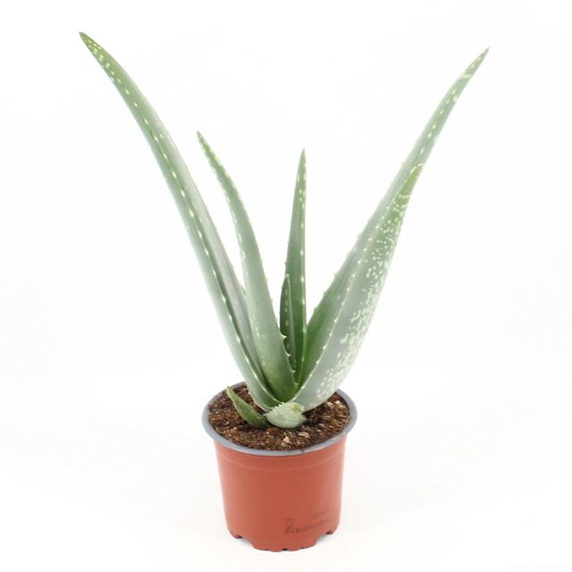 Picture of ALOE VERA