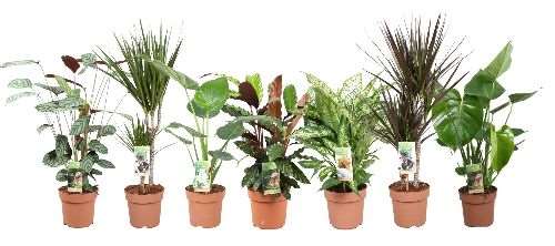 Picture of FOLIAGE MIX BUDGET