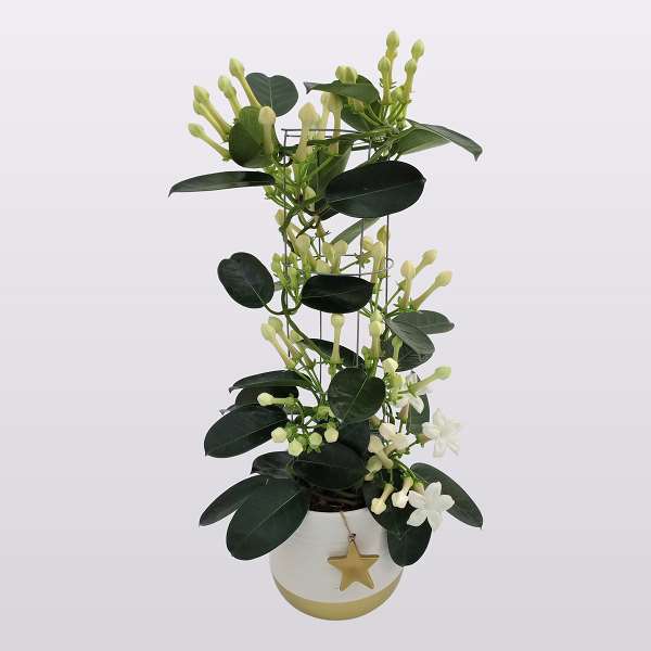 Picture of STEPHANOTIS FLORIBUNDA PYRAMID 07/08-FL IN CERAMIC