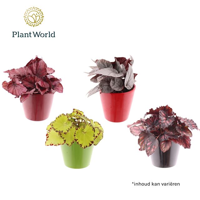 Picture of BEGONIA REX MIX IN CERAMIC