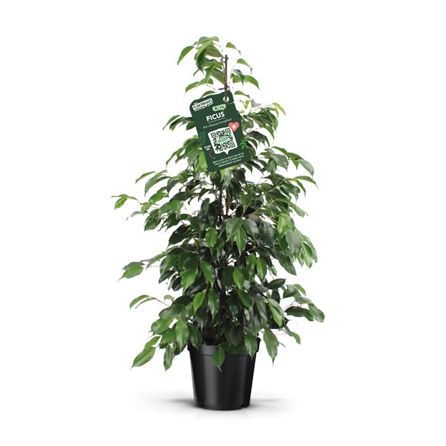 Picture of FICUS BENJAMINA DANIELLE