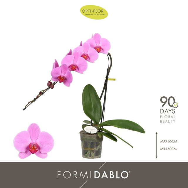 Picture of Phalaenopsis 01-stem formidablo havasu falls