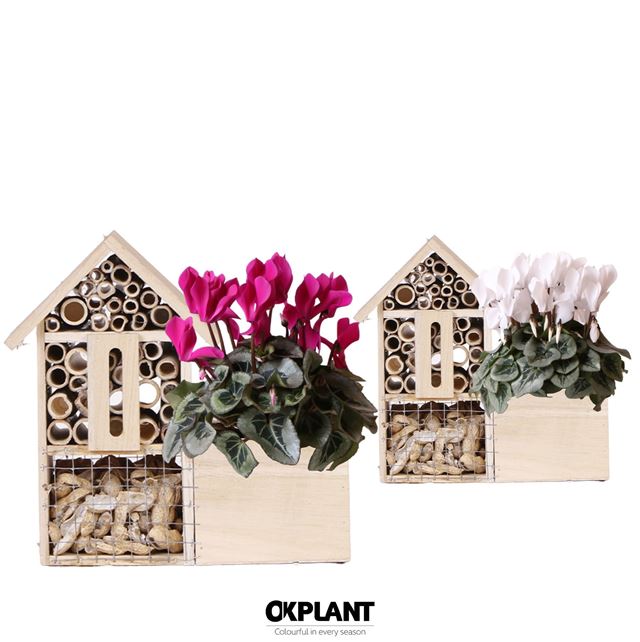 Picture of CYCLAMEN MIX  INSECT HOTEL
