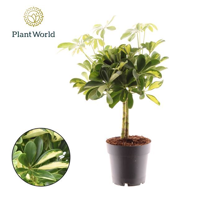 Picture of SCHEFFLERA ARBORICOLA GOLD CAPELLA ON STEM