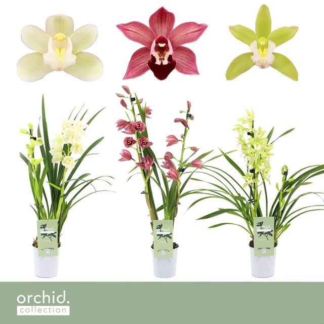 Picture of CYMBIDIUM 02-STEM