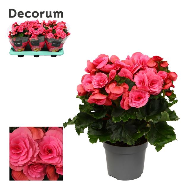 Picture of Begonia elatior purple