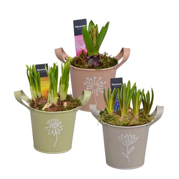 Picture of Bulbs mix zinc botanic