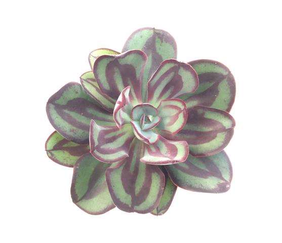 Picture of ECHEVERIA NODULOSA