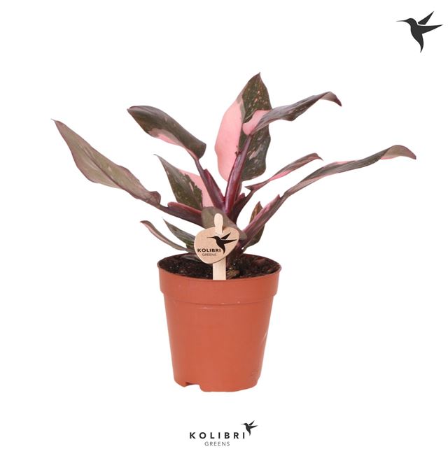 Picture of Philodendron pink princess marble