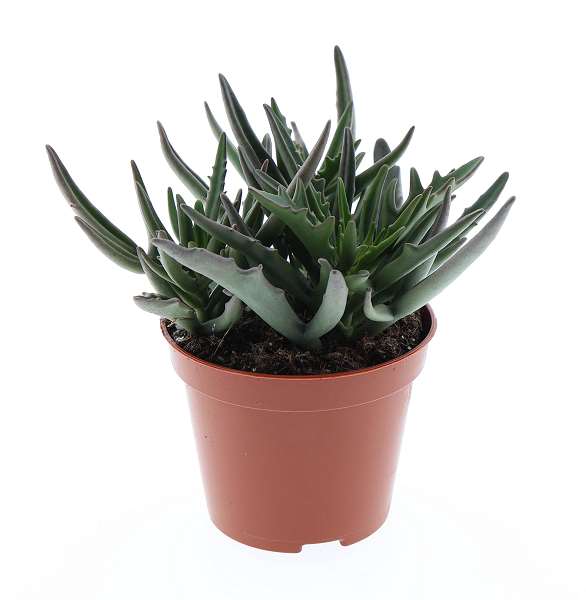 Picture of Kalanchoe spider