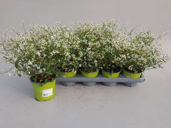Picture of EUPHORBIA DIAMOND FROST