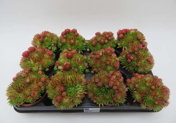 Picture of JOVIBARBA RED TIP