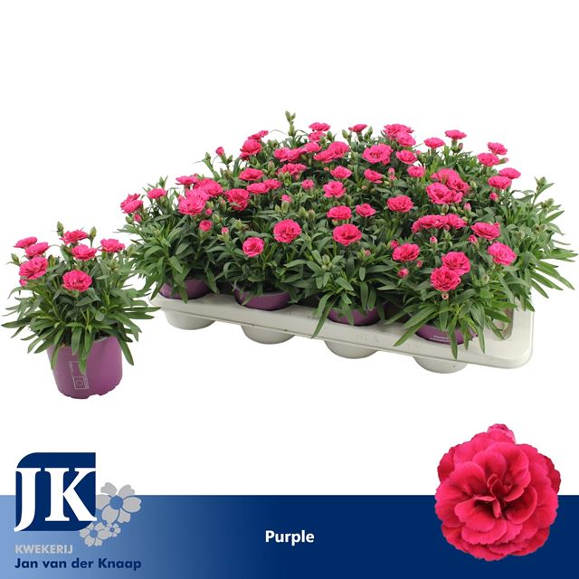 Picture of Dianthus caryophyllus purple