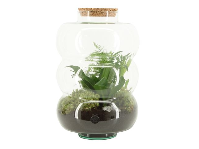 Picture of TERRARIUM