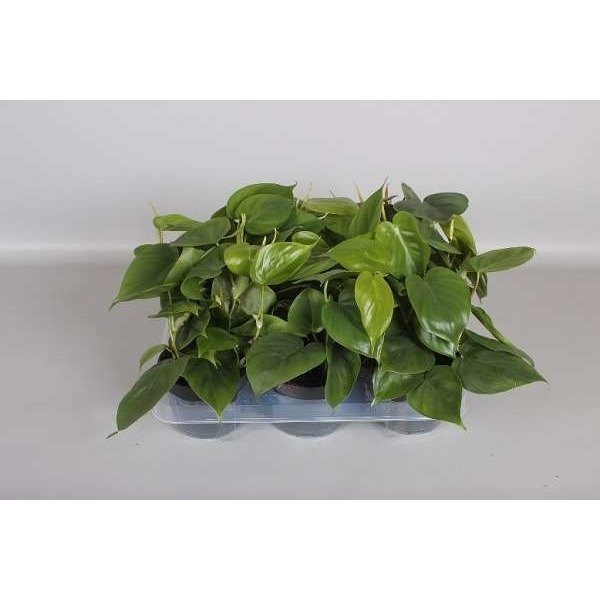 Picture of PHILODENDRON SCANDENS
