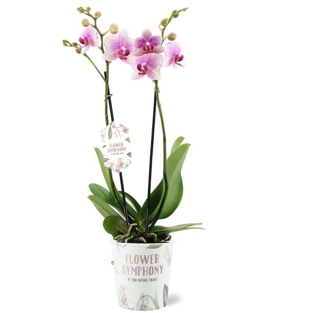 Picture of PHALAENOPSIS 02-STEM ROTTERDAM FLOWER SYMPHONY