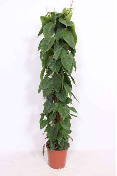Picture of PHILODENDRON SCANDENS MOSS POLE