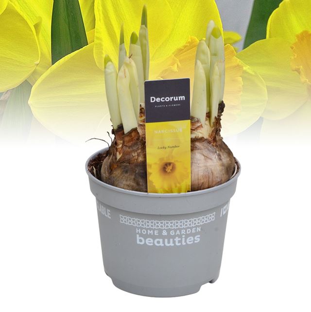 Picture of Narcissus lucky number