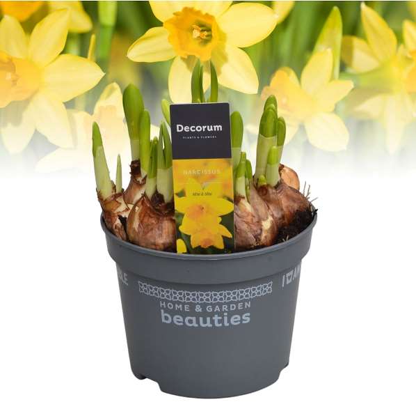 Picture of NARCISSUS TETE A TETE