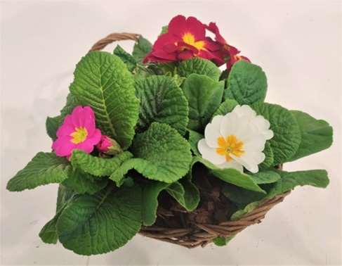 Picture of PRIMULA ACAULIS TRIO IN WICKER BASKET