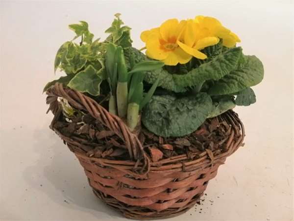 Picture of PRIMULA ACAULIS + NARCISSUS  IN WICKER BASKET