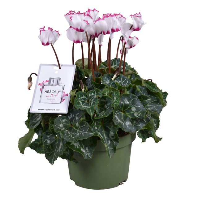 Picture of CYCLAMEN PERSICUM ABSOLU DE MOREL