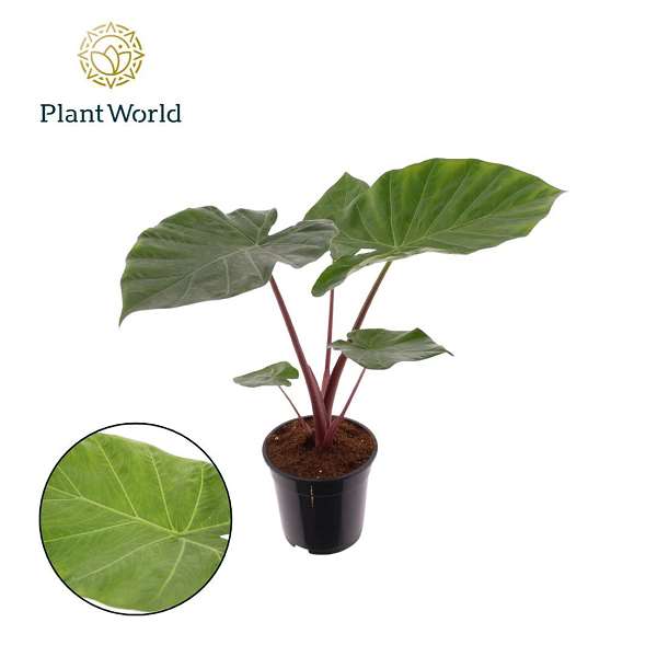 Picture of PHILODENDRON IMPERIAL RED