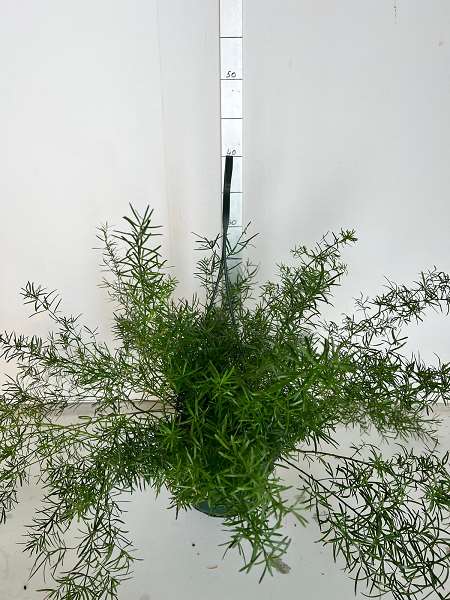 Picture of ASPARAGUS SPRENGERIS HANGING BASKET