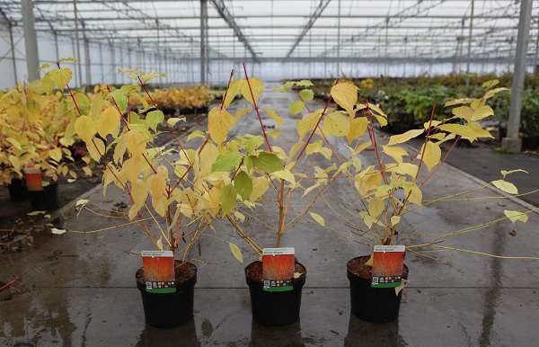 Picture of Cornus sanguinea winter beauty