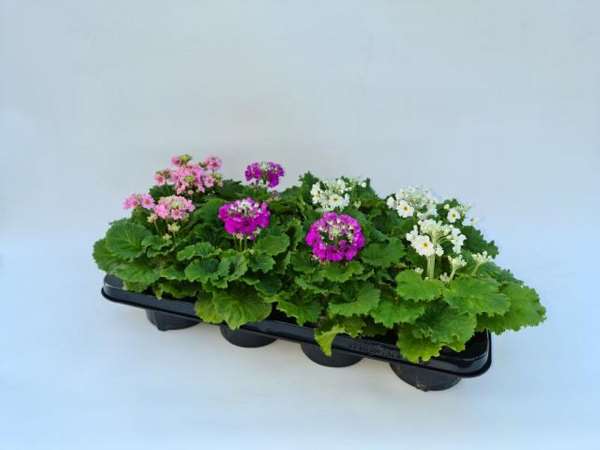 Picture of PRIMULA MALACOIDES MIX