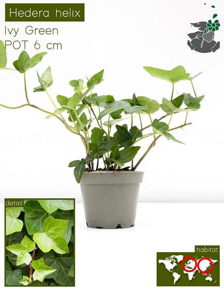 Picture of HEDERA MINI GROEN