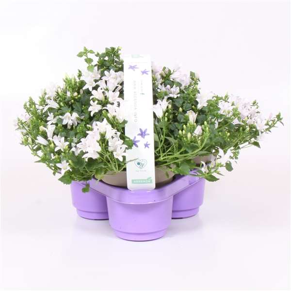 Picture of CAMPANULA AMBELLA WHITE 03-PACK