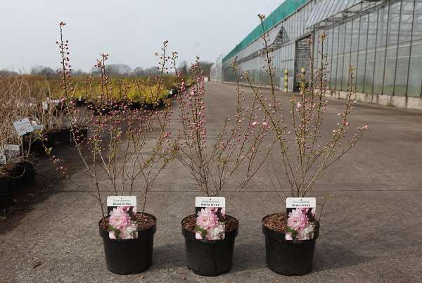 Picture of Prunus glandulosa rosea plena