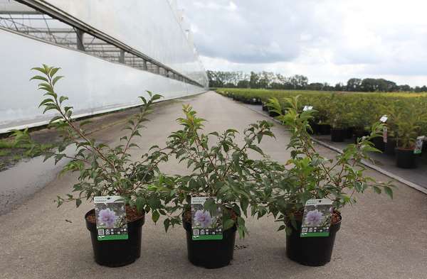 Picture of Prunus incisa oshidori