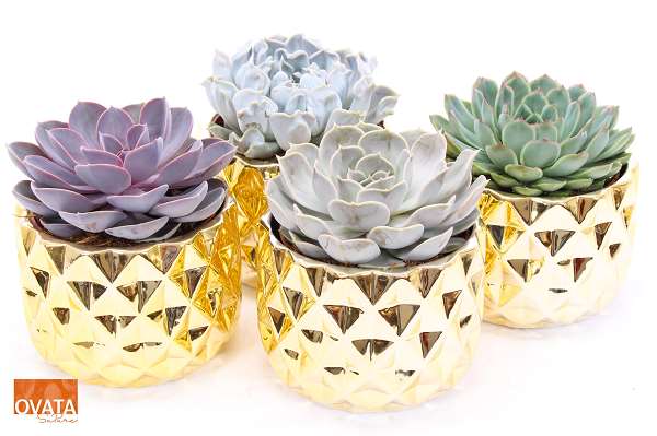 Picture of ECHEVERIA MIX IN GOLD CERAMIC