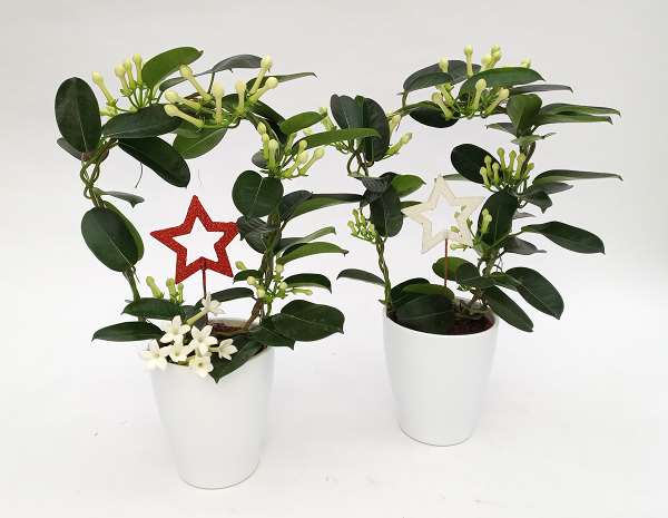 Picture of STEPHANOTIS HOOP+STAR IN CERAMIC