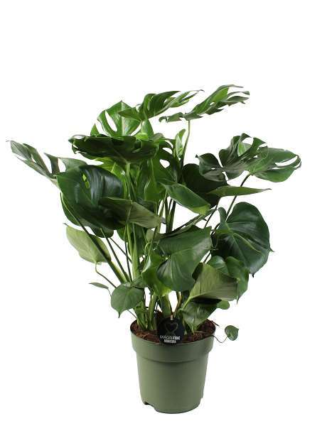 Picture of MONSTERA DELICIOSA 09PP