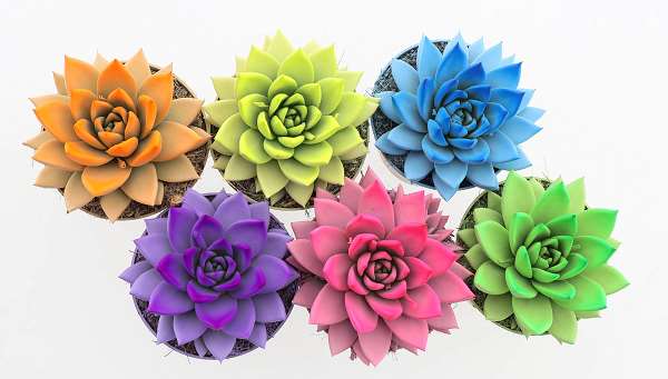 Picture of Echeveria colore rainbow spring mix