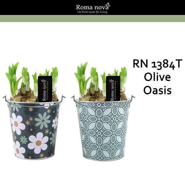 Picture of Narcissus zinc olive oasis