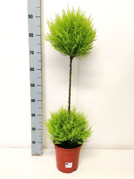 Picture of Cupressus gold crest wilma duo ball