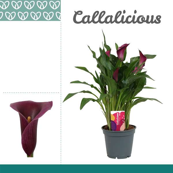 Picture of ZANTEDESCHIA PURPLE