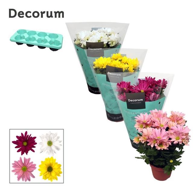 Picture of CHRYSANTHEMUM CHRYSANNE MARGARITA MIX