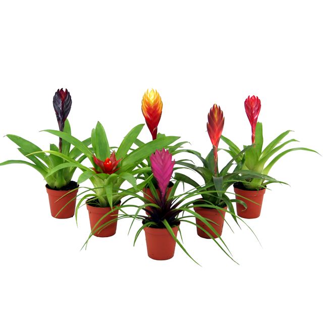 Picture of BROMELIA MINI MIX